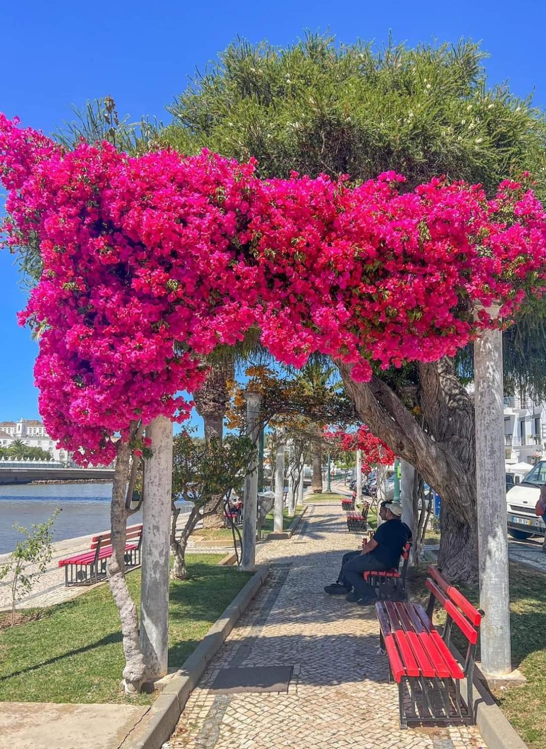 Apartament Tavira Garden Oasis Zewnętrze zdjęcie